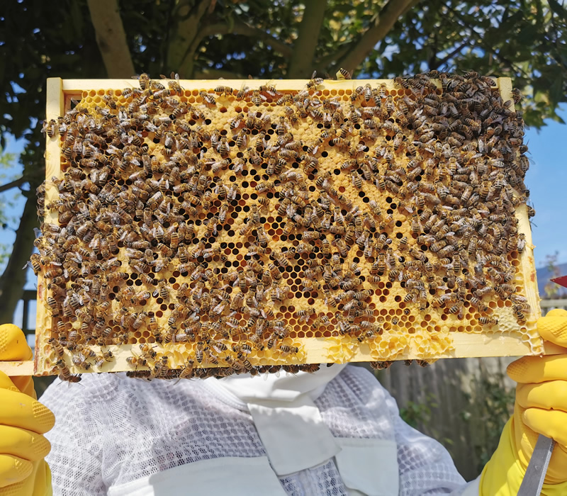 Suffolk bee keepers