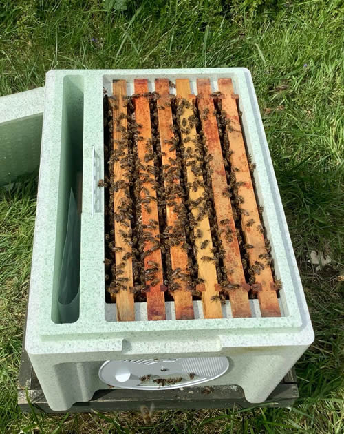 Bacton Bees