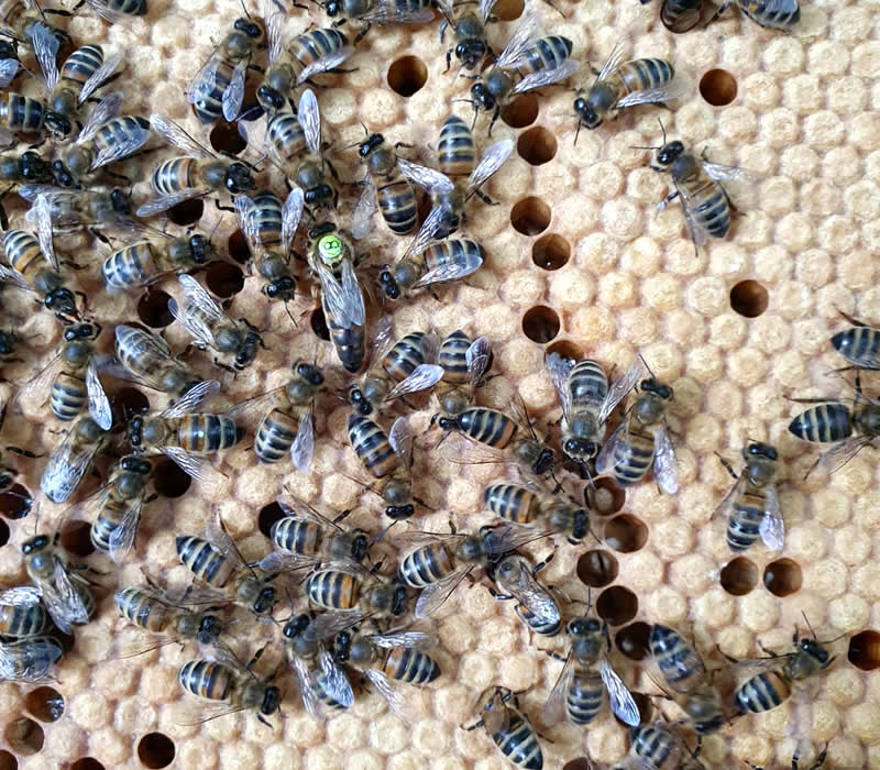 Suffolk bees - Bacton