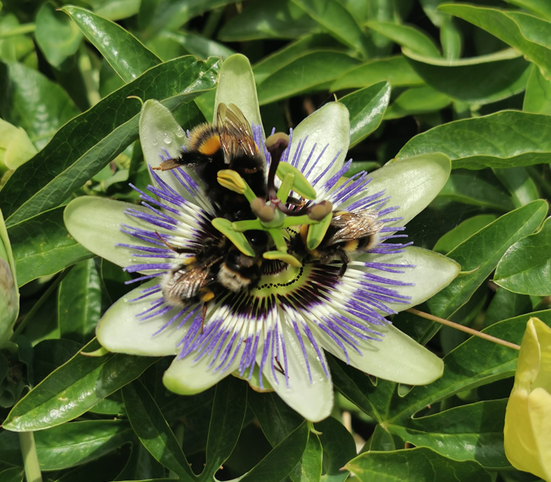 Honey bee