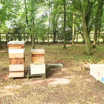 Bacton Bees Suffolk