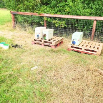 Bacton Bees Suffolk
