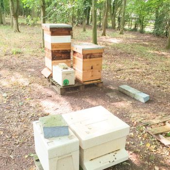 Bacton Bees Suffolk