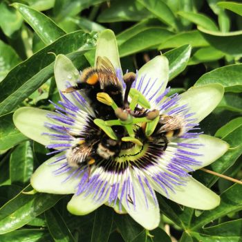 Bacton Bees Suffolk