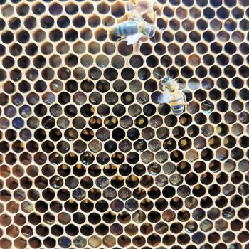Bacton Bees Suffolk