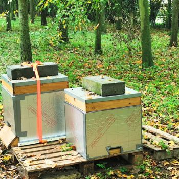 Bacton Bees Suffolk