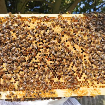 Bacton Bees Suffolk