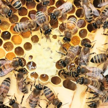 Bacton Bees Suffolk