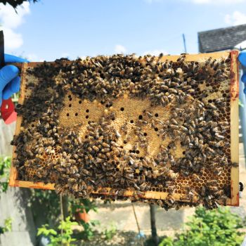 Bacton Bees Suffolk