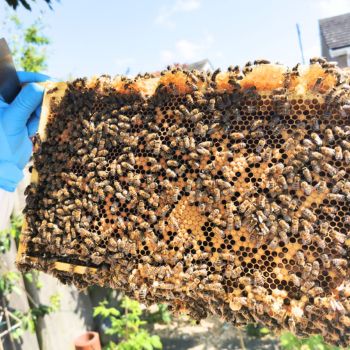 Bacton Bees Suffolk