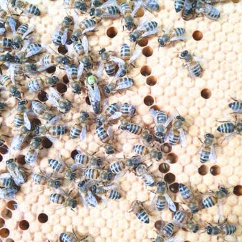 Bacton Bees Suffolk