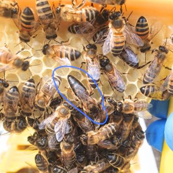 Bacton Bees Suffolk