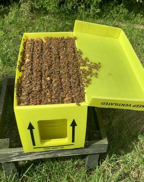 Bacton Bees Suffolk