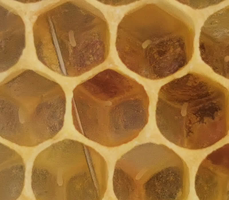 Sustainable beekeeping in Suffolk