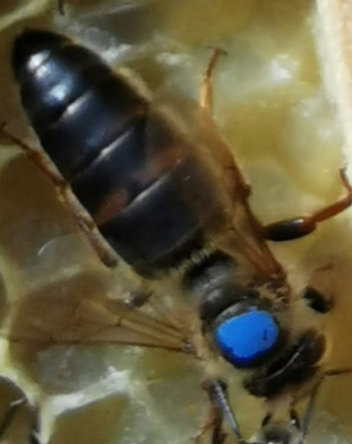 Queens - Bacton Bees