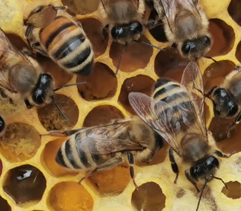 Buy bees - Bacton, Suffolk